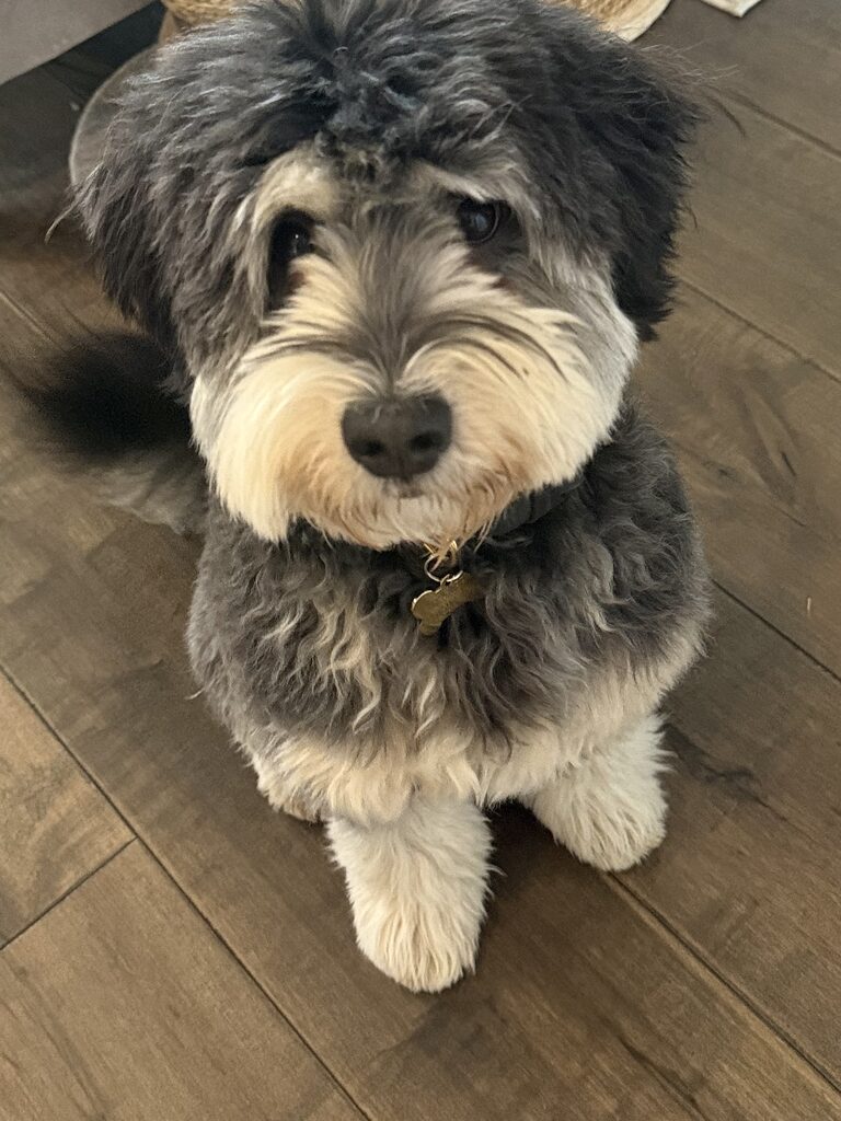 Xander, a black-and-white Bernedoodle, sitting on a wood floor